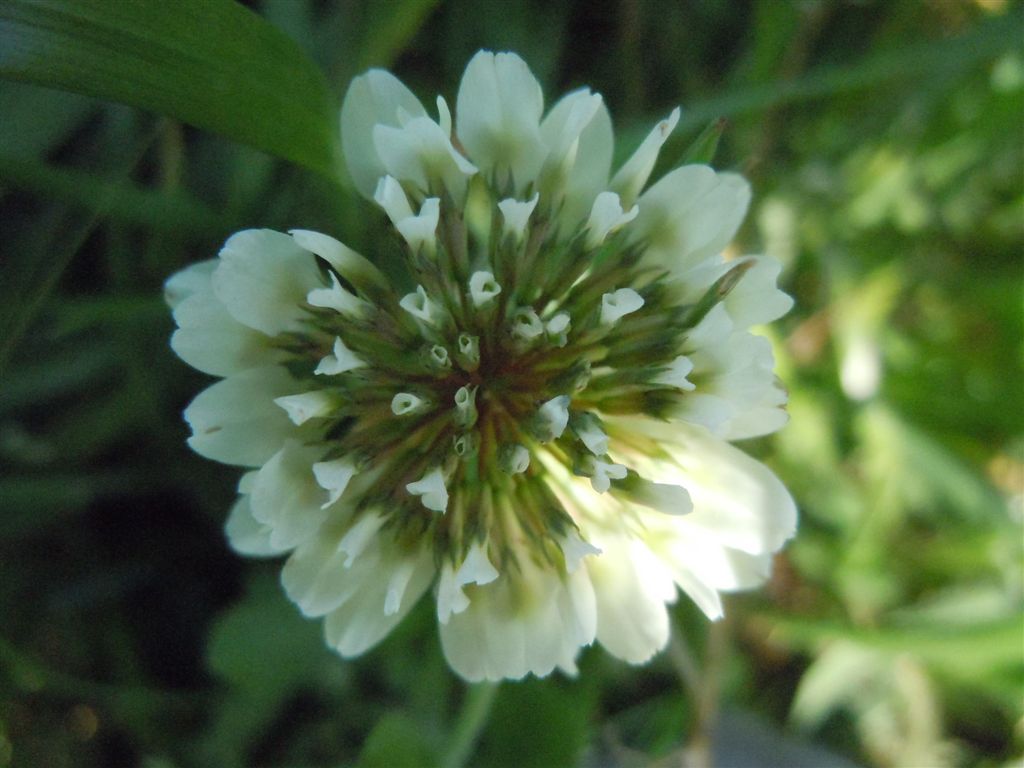 Trifolium repens?